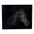 Terry Kirkland Cook Friesian Ster Mare Brechtsje Acrylic Print For Sale