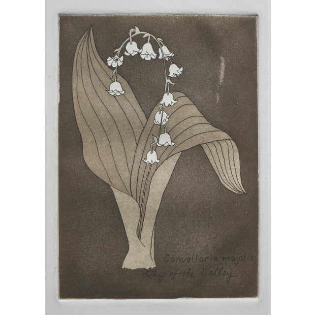 Delicate botanical lithograph of Lily of the Valley (Convallaria majoralis) by Patricia Pearce (American, b. 1948). This...