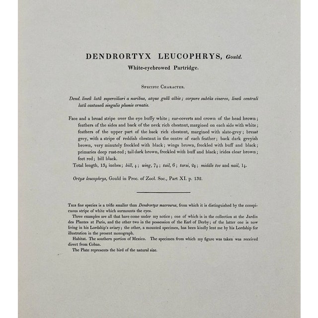 Black White Eye-Browed Partridges: Hand-Colored Folio-Sized Bird Lithograph by Gould, 1840-1848 For Sale - Image 8 of 8