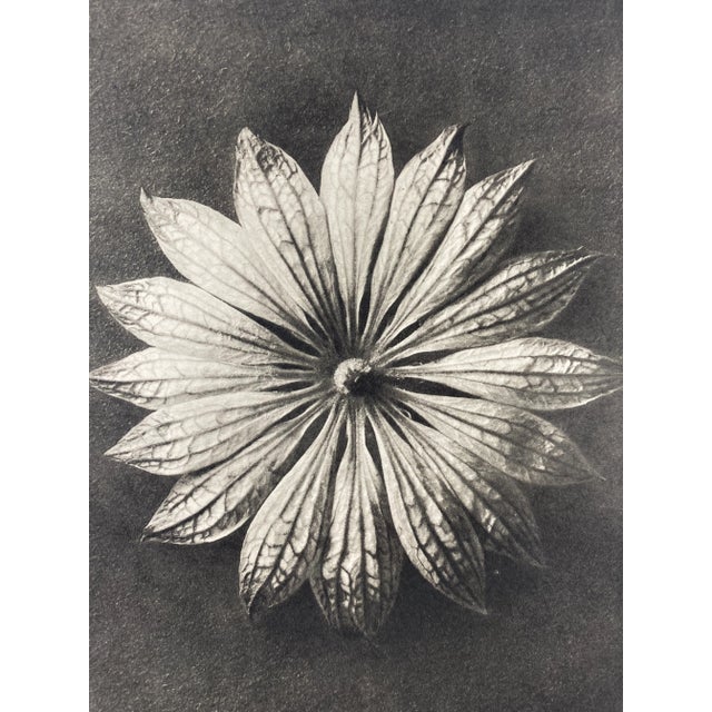 Exquisite Botanical photogravure from famed Urformen Der Kunst portfolio by Blossfeldt . Karl Blossfeldt (1865 - 1932) was...