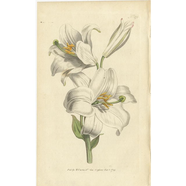 Antique botany print of the white lily. This print originates from 'The Botanical Magazine; or Flower-Garden Displayed...