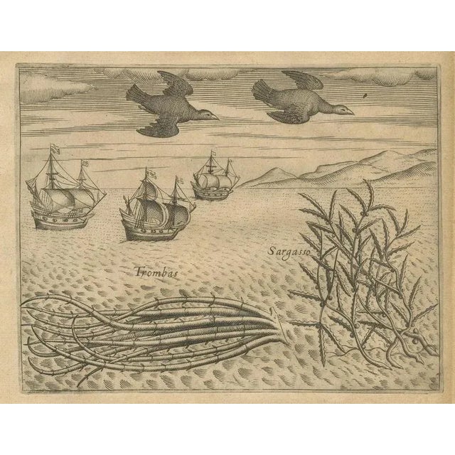 Birds and Fish with Sea Plants en Route to India, 1598, Paper, Set of 2 For Sale - Image 4 of 10