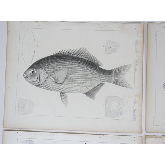 Rustic Mid 19th Century Us Pacifc Railroad Fish Lithograph Book Plates - Set of 4 For Sale - Image 3 of 6