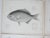 Rustic Mid 19th Century Us Pacifc Railroad Fish Lithograph Book Plates - Set of 4 For Sale - Image 3 of 6