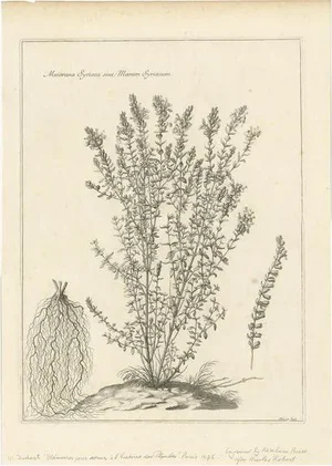 Nicolas Robert, Syrian Oregano (Origanum Syriacum), Engraving, 1676
