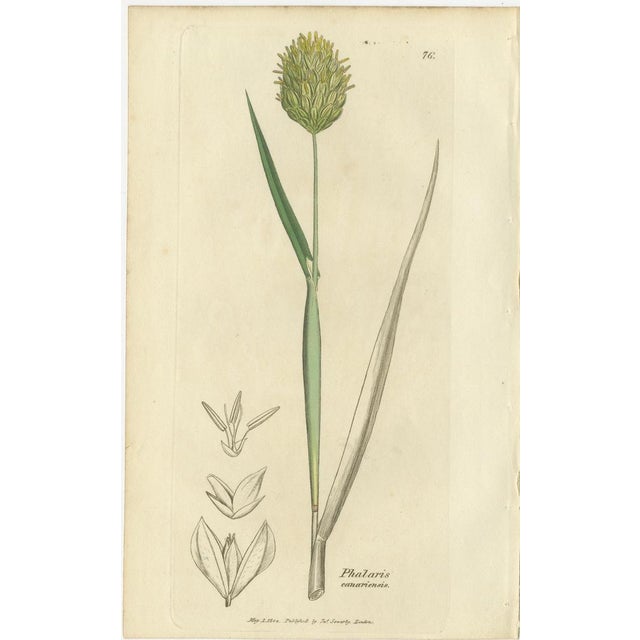 After James Sowerby, Botanical Illustrations of Cottongrass and Coastal Grasses, 1830s, Engravings, Set of 8 For Sale - Image 5 of 10