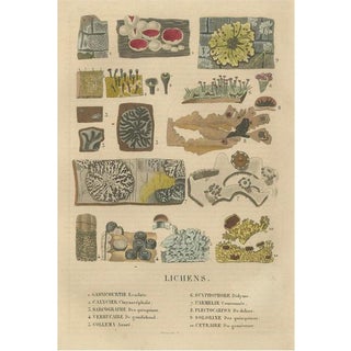 Drapiez, Lichen Varieties, 1845, Engraving For Sale