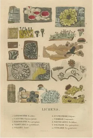 Drapiez, Lichen Varieties, 1845, Engraving