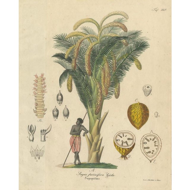 Antique Sago Palm Botanical Print, Sagus Farinifera, c.1831 : This original botanical engraving depicts the sago palm,...