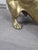 2000 - 2009 Bronze Dachshund Dog Sculpture with Polished Gold Finish For Sale - Image 5 of 14
