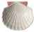 Italian Scallop Seashell Bowl For Sale