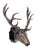 Late 20th Century Bronzed Tole 14-point Buck Trophy Head Wall Mount For Sale - Image 5 of 12
