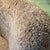 1940s Scandinavian Designer, Club Chair, Sheepskin, Sweden, 1940s For Sale - Image 5 of 7