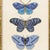 2020s Reproduction Vintage Blue Butterfly Art Print Set (Set of 2), Framed For Sale - Image 5 of 7