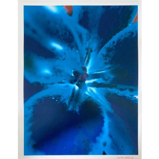 Jeffrey Rothstein, Flora Fauna Series Vintage Color Photograph Abstract Flower Fuji Crystal Photo, c.1998 For Sale