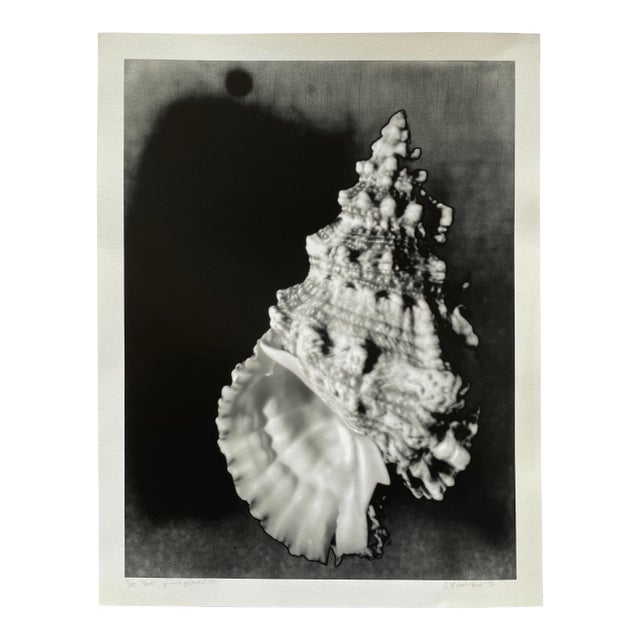 2012 “Shell” Pinhole Photograph by CKB - For Sale