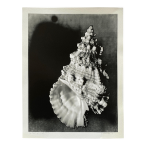 2012 “Shell” Pinhole Photograph by CKB -