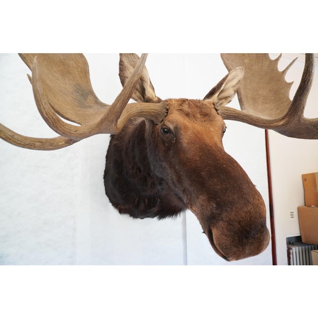 Animal Skin Moose Head Bust Mount For Sale - Image 7 of 18