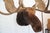 Animal Skin Moose Head Bust Mount For Sale - Image 7 of 18