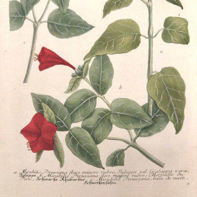 English c.1730 Hand-Colored Botanical Mezzotint — Mirabilis Jalapa by Johann Wilhelm Weinmann For Sale - Image 3 of 6