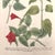 English c.1730 Hand-Colored Botanical Mezzotint — Mirabilis Jalapa by Johann Wilhelm Weinmann For Sale - Image 3 of 6