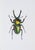 Contemporary Juris Utans, Green Claw Beetle, 2021, Mixed Media on Paper For Sale - Image 3 of 3