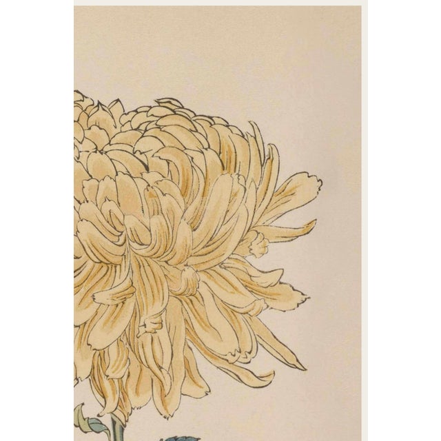 Japanese Yellow Mum by Hasegawa, Vintage Japanese Botanical Art Print, 20" X 30" For Sale - Image 3 of 9