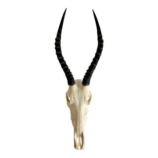 Natural African Blesbok Skull W/Polished Horns For Sale
