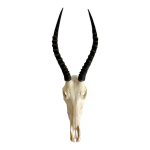Natural African Blesbok Skull W/Polished Horns