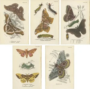 Lloyd, Various Moths, 1897, Prints, Set of 5