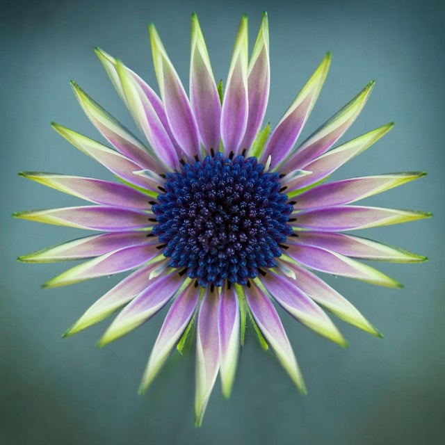 Contemporary "Botanical 41" Macro Photograph For Sale - Image 3 of 3