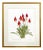 White Large Orchid Giclee Prints Hand-Retouched by Angela Mirro - Set of Three Framed Prints - For Sale - Image 8 of 18
