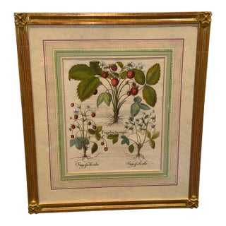 17th CenturyCopper Plate Engraving by Basilius Besler, “Strawberries”. For Sale