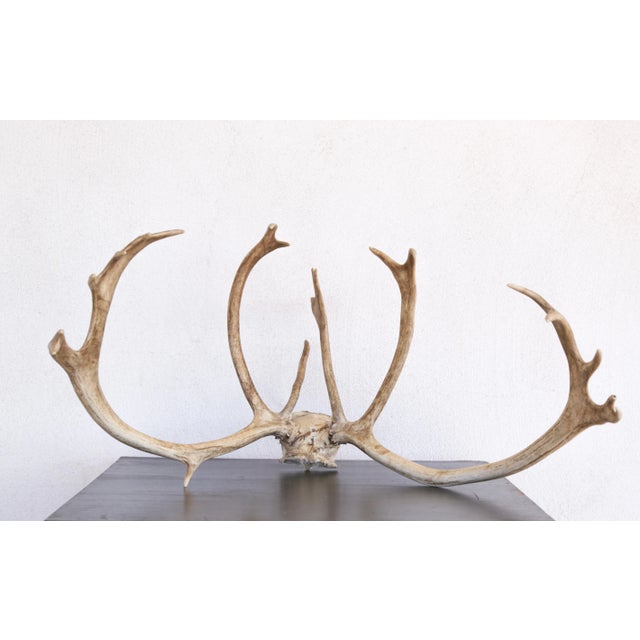 Off-white Majestic Scandinavian Reindeer Antlers From Northern Sweden, Vintage From 1990s For Sale - Image 8 of 9