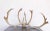 Off-white Majestic Scandinavian Reindeer Antlers From Northern Sweden, Vintage From 1990s For Sale - Image 8 of 9