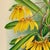 Wood 1890s Gilt & Slub Linen Framed Lindenia Orchid Print Curated by Turtle and Crane - Palm Beach Regency Maximalist For Sale - Image 7 of 16