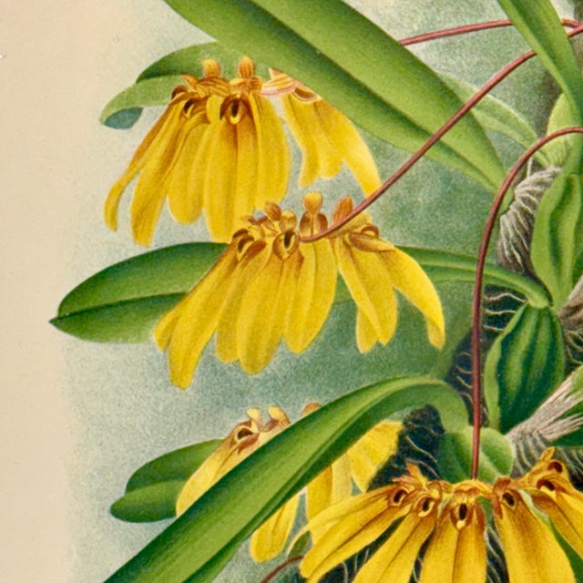 Wood 1890s Lindenia Orchid Chromolithograph, Gilt Frame For Sale - Image 7 of 16