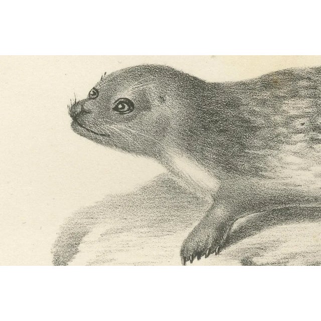 Seals and Elephant Seals in Arctic and Marine Habitat, 1836, Lithograph For Sale - Image 3 of 10