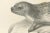 Seals and Elephant Seals in Arctic and Marine Habitat, 1836, Lithograph For Sale - Image 3 of 10