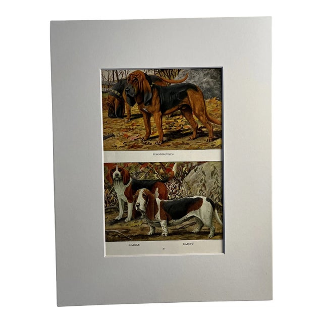 1919 Beagle Hound Print For Sale