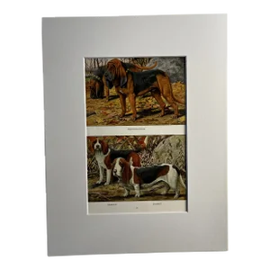 1919 Beagle Hound Print