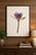 “Paul Solberg Signed Fine Art Photograph, Salute 2006, Limited Edition 20/20, Purple Water Lily Bloom Series Print, Botanical Wall Art” For Sale - Image 16 of 16