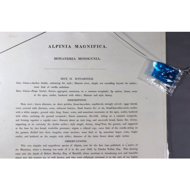 Early 19th Century William Roscoe Large Botanical Print of Tropical Plant For Sale - Image 5 of 8