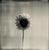 Sunflower' Sunflower was photographed using a black and white Polaroid. from Limited edition of 20. Printed on archival...