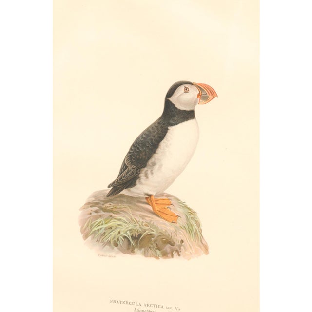 Early 20th Century Swedish Framed Puffin Lithograph, C. 1920 For Sale - Image 4 of 11