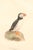 Early 20th Century Swedish Framed Puffin Lithograph, C. 1920 For Sale - Image 4 of 11