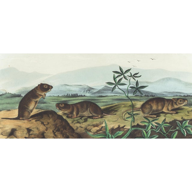 Original first edition Audubon stone lithograph from "The Viviparous Quadrupeds of North America", octavo edition, printed...