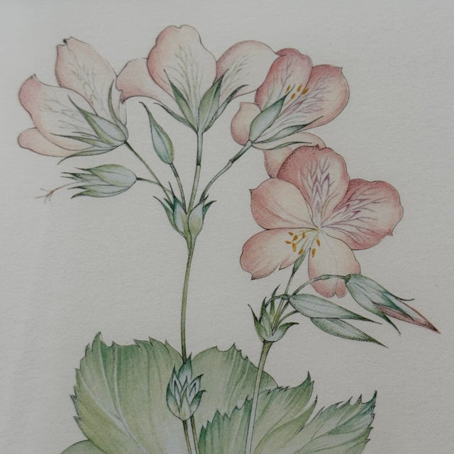 Margot Weemaes 1981 Pelargonium Grandiflorum Botanical Portfolio Print For Sale In Tampa - Image 6 of 9
