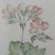 Margot Weemaes 1981 Pelargonium Grandiflorum Botanical Portfolio Print For Sale In Tampa - Image 6 of 9