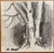 Traditional Martha Stiles Maple Tree Drawing For Sale - Image 3 of 3